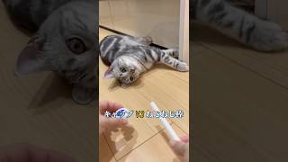 愛猫が大好きなおもちゃを教えてくれました🥺💕　　　#アメリカンショートヘア #shorts #猫動画