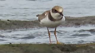 コチドリ_12_多摩川_Little Ringed Plover_4K