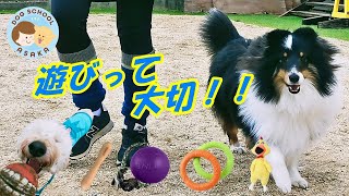 【犬 遊び】あなたと愛犬との生活を充実させる！ひとり遊びの大切さ！！