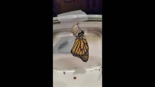 Newly emerged Monarch