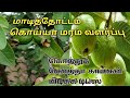 How to guava tree in terrace garden || How to get bunch of fruits in guava plant காய்கள் பிடிக்க tip