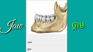 Human Body: រាងកាយមនុស្ស