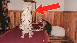 DAY IN THE LIFE OF RAISING A CHEETAH