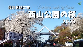 福井県鯖江市西山公園　桜2023