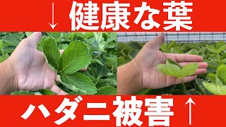 【植物が吸われていく】ハダニは発生初期に対策するのが効果的【防除】