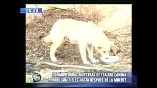 Un conmovedor video que muestra hasta dónde puede llegar la lealtad de los perros