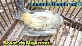 ❗❗cara cepat dan tepat mengatasi burung yang mengalami kelumpuhan.