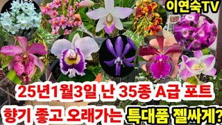 1월3일 금요일 A급 향기좋은 난 포트 특대품 젤싸게 드릴께요 010 5121 5030