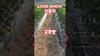 노지고추 재배 방법 다분지 오이망 고추망 고추말뚝 고추대 #shorts