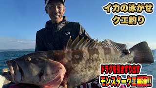 【クエ釣り】イカ泳がせ釣り　海の怪物クエ❕突然襲いかかる❕浮かびあがったバケモノに驚愕❕#クエ #アラ釣り #釣り  #泳がせ釣り #大物