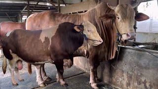 SAPI RAKSASA UNIK KITA BONGKAR GAES ‼️🔥🔥🔥