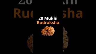 20 Mukhi Rudraksha | Chalte Taare