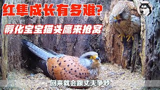 【脸红动物世界】小红隼长大究竟有多难？孵化时猫头鹰过来抢窝，动物的爱太感人了