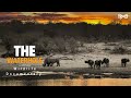 Wildlife documentary in hindi - The WaterHole | Wild Animals in Africa, हिन्दी डॉक्यूमेंट्री