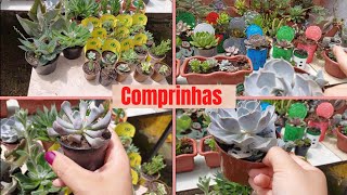 COMPRINHAS DE SUCULENTAS DO MERCADO | #plantas #suculentas