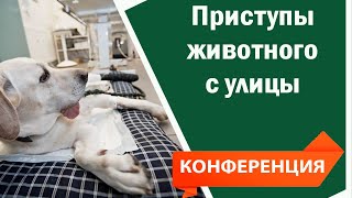 Приступы животных с улицы. Судороги у собак