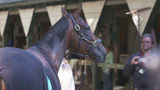 American Pharoah Montage 8.28.15