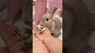 飼い主を胸キュンさせるご飯の食べ方をするうさぎさん🐰 #shorts #かわいいうさぎ