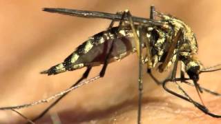 El Mosquito tigre y el Zika. ¿Cómo reconocerlo? Ciclo biológico, transmisión, síntomas del zika