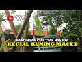 Pancingan Ciak Ciak Ngejos Untuk Kecial Kuning Macet