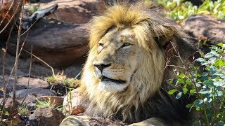 Experience the amazing Big Five in Welgevonden Game Reserve