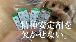 虐待を受けたトイプードル。精神安定剤が欠かせない。