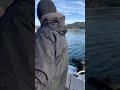 Feeding a rockfish to a bald eagle