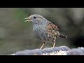 dunnock song dunnock call dunnock sound acentor común canto prunella modularis