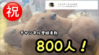 【㊗️800人】チャンネル登録者数800人！