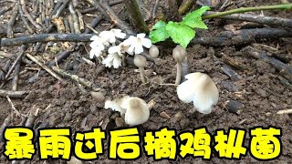 广西终于迎来了暴雨，小伙到甘蔗地里找鸡枞菌，发现一堆又一堆，乐坏了【农人阿蓝】