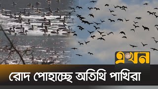 পরিযায়ী পাখিদের কল-কাকলিতে মুখর জাম্বারা দিঘি | Migratory Birds | Winter Birds In Bangladesh | Feni