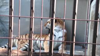 2014年11月21日 野毛山動物園 アムールトラのメイメイ