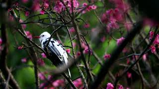 The Albinism Black bulbul, 白化紅嘴黑鵯