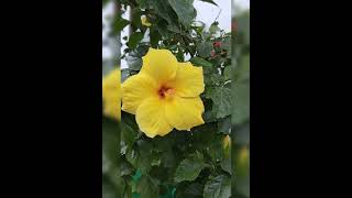 పసుపు మందారం మీ ఇంటికి బంగారం |#nature #yellowhibiscus #yellow flowers #kitchenandgarden39