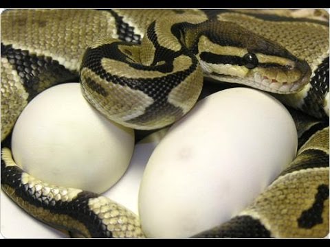 Ball Python Breeding Secrets! SnakeBytesTV Ball Python Breeding Secrets! SnakeBytesTV