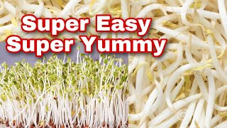 How to grow thick mung bean sprouts.