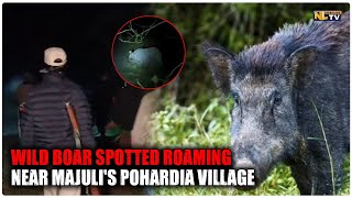 WILD BOAR SPOTTED ROAMING NEAR MAJULI'S POHARDIA VILLAGE