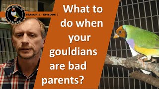 Gouldian Finches: House of Gouldians - Season 2 Episode 7