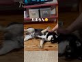 マッサージ好きなクロ❤️ 柴 柴犬 黒柴 犬