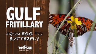 Gulf Fritillary Life Cycle: from Egg to Adult