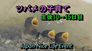 ツバメの子育て　生まれて１０～１５日目　Swallow nest