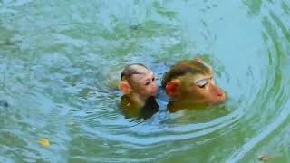 Documentary! Luno Fall And Drown Or Not, Baby Monkey I Animal Nature I BBC Earth I Nat Geo Wild