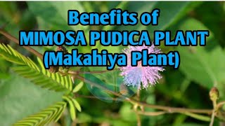 The healing wonder of MIMOSA PUDICA (Makahiya Plant).