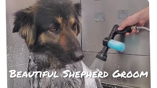 Bath and trim on German Shepherd mix