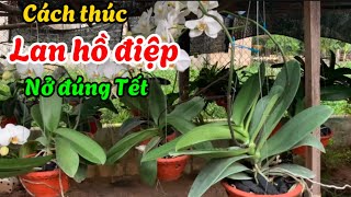 Cách thúc nụ lan hồ điệp nhanh lớn nở đúng Tết -@Bayxunau