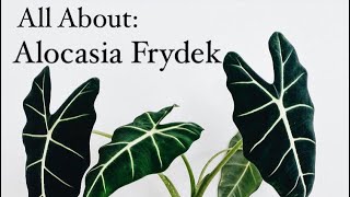 Alocasia Frydek