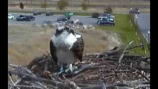 Video 2013 09 21 102822 ~ 10:27 AM, 9/21/13, TAYLOR LEAVES WITH HUGE FISH IN HER LEFT TALON ONLY.