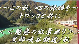 【(越境(越県))シリーズ⑩】～～この秋、心の旅路をトロッコと共に～～　　＜＜魅惑の紅葉巡り＞＞黒部峡谷鉄道/秋