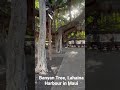 Banyan Tree in Lahaina Harbour - Maui