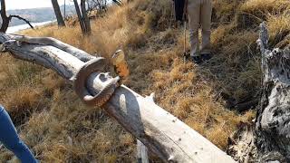 Mozambique Spitting Cobra (Mfezi) ejecting venom